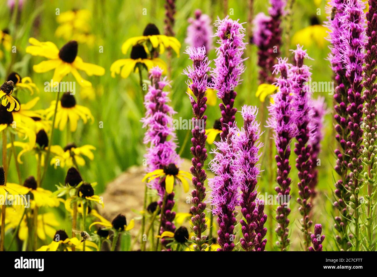 Giallo viola giardino Liatris Rudbeckia Foto Stock