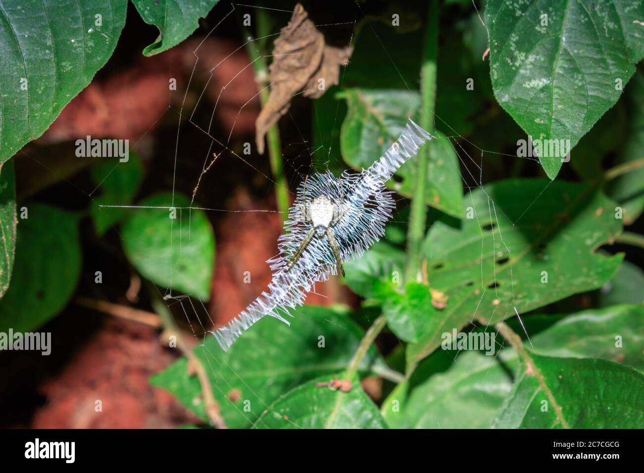 Ragno bianco seduto su una rete in attesa, Uganda, Africa Foto Stock