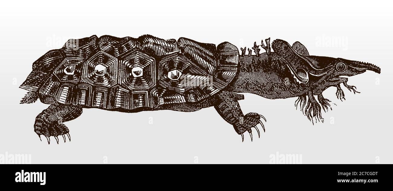 Strano aspetto mata mata, chelus fimbriata, una tartaruga d'acqua dolce dai bacini Amazzoni e Orinoco in vista laterale, dopo un'antica illustrazione del 19c Illustrazione Vettoriale