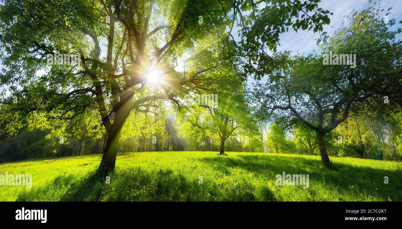 Splendido paesaggio rurale verde in primavera o in estate, con alberi su un prato e il sole luminoso che splende attraverso il fogliame Foto Stock