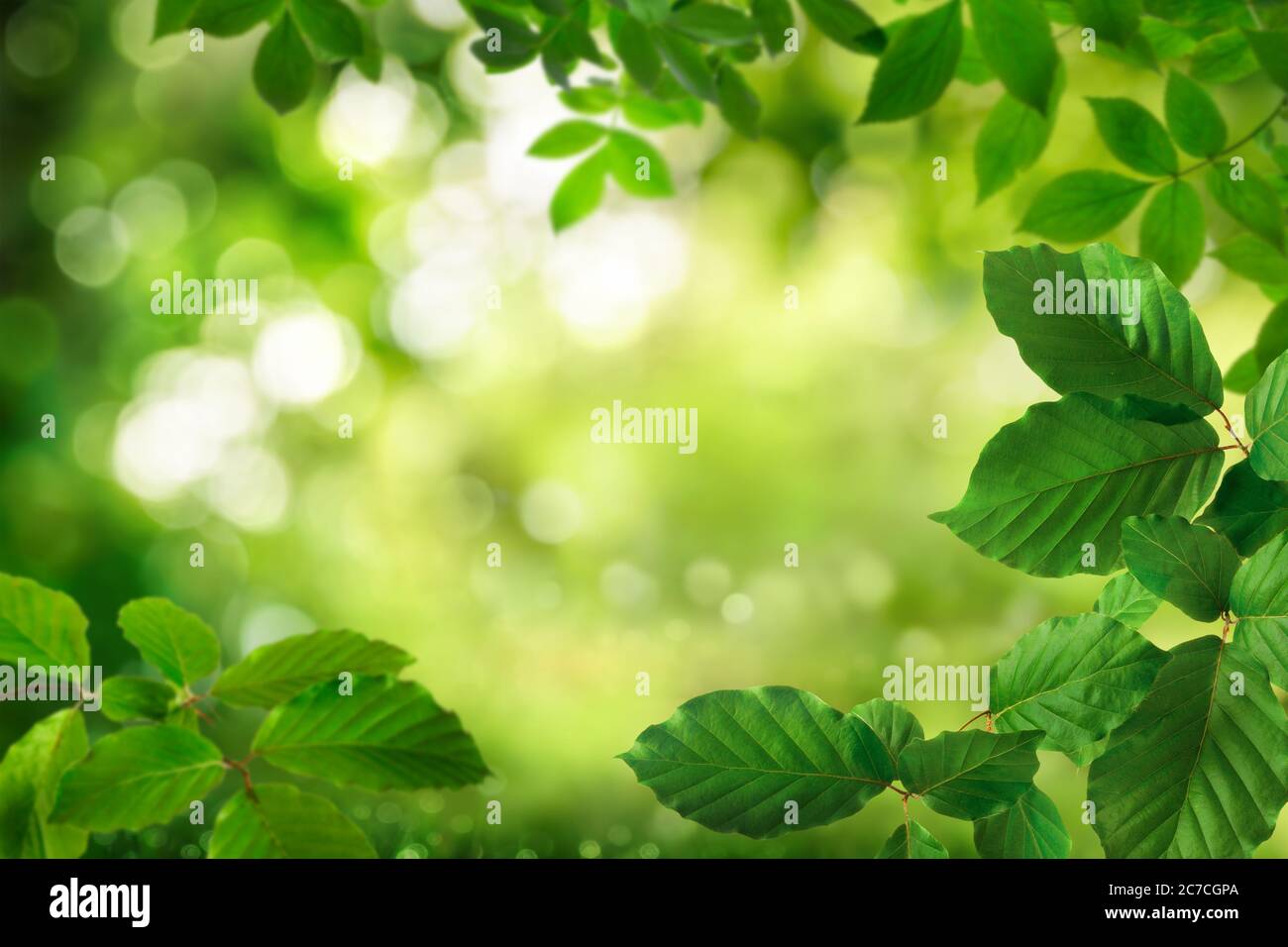 Verde fogliame incorniciato da uno splendido sfondo naturale bokeh con le foglie scintillanti come luci luminose Foto Stock