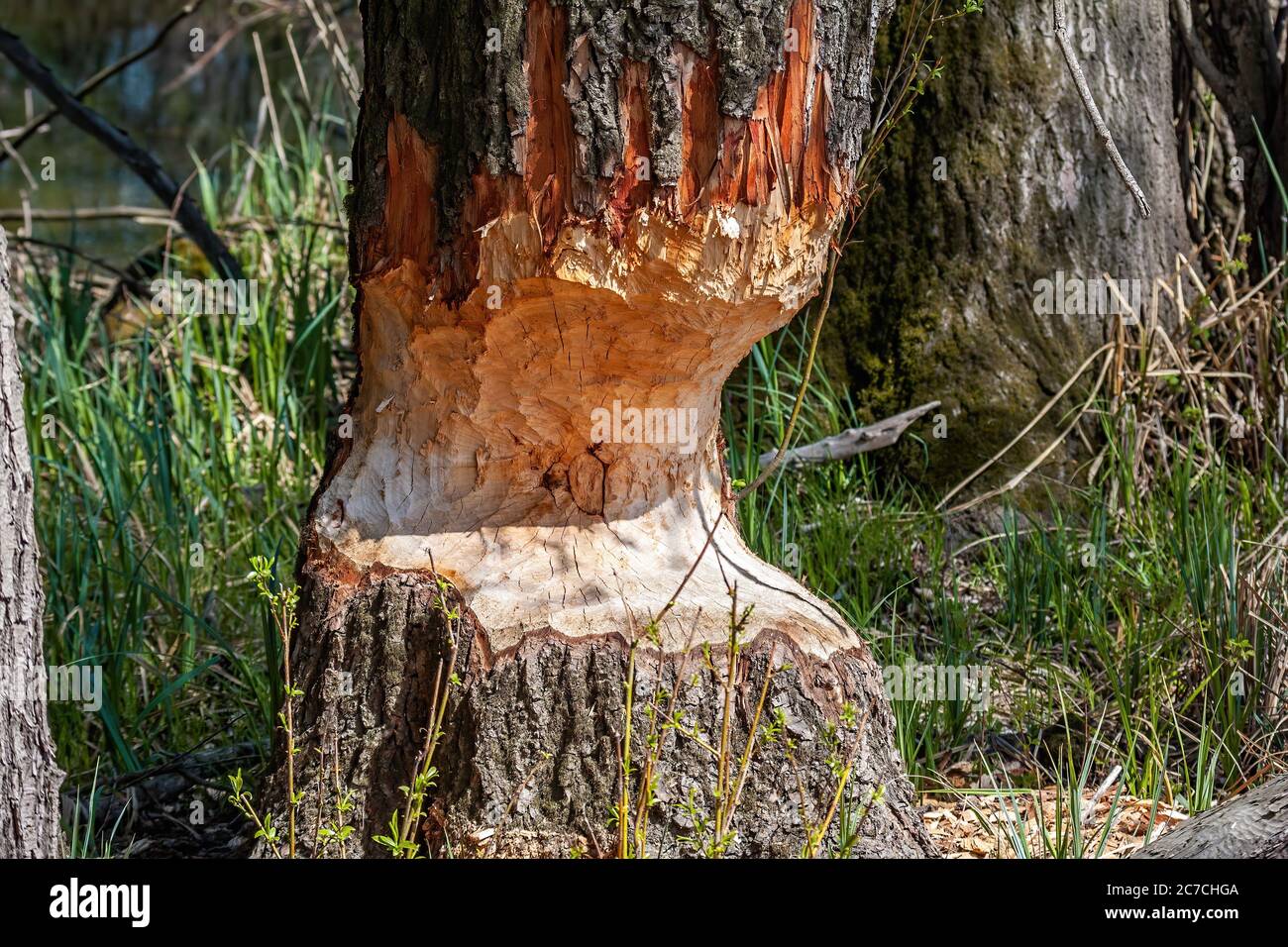 Segni afers denti castori su un tronco di albero in zona umida Foto Stock