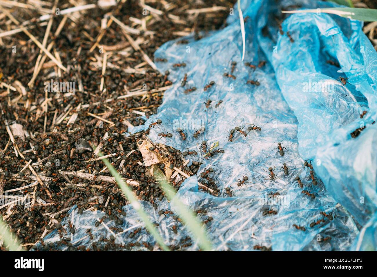 Red Forest Ants (Formica Rufa) strisciando su sacchetto di plastica in foresta. Formiche in movimento ad Anthill Foto Stock