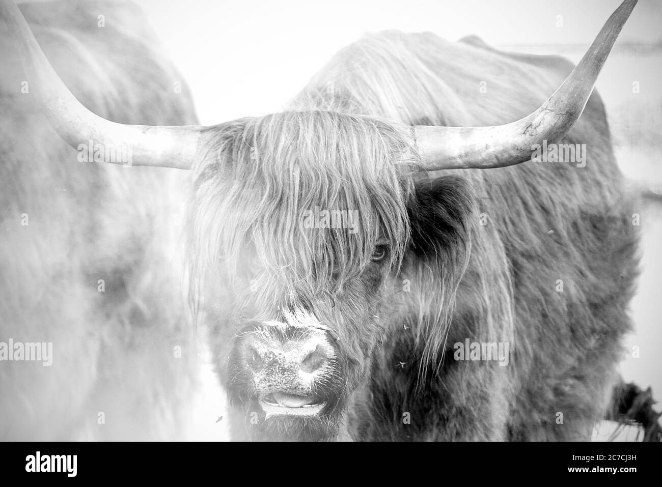 Mucca scozzese in una fattoria, mucca scozzese di montagna, foto in bianco e nero Foto Stock