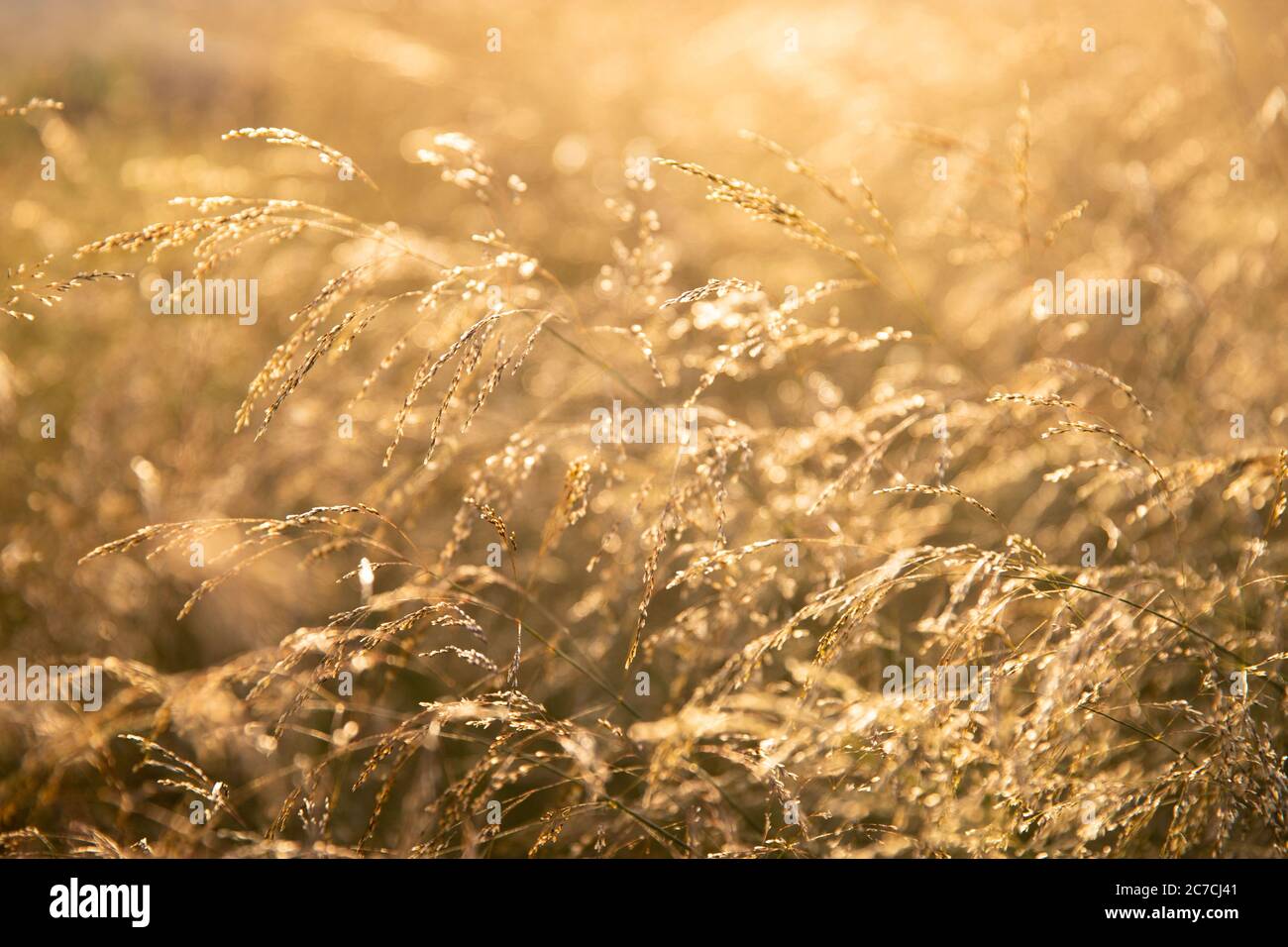 Fuoco morbido selettivo di prato erba secca, canne, steli che soffiano nel vento alla luce dorata del tramonto. Ora legale Foto Stock