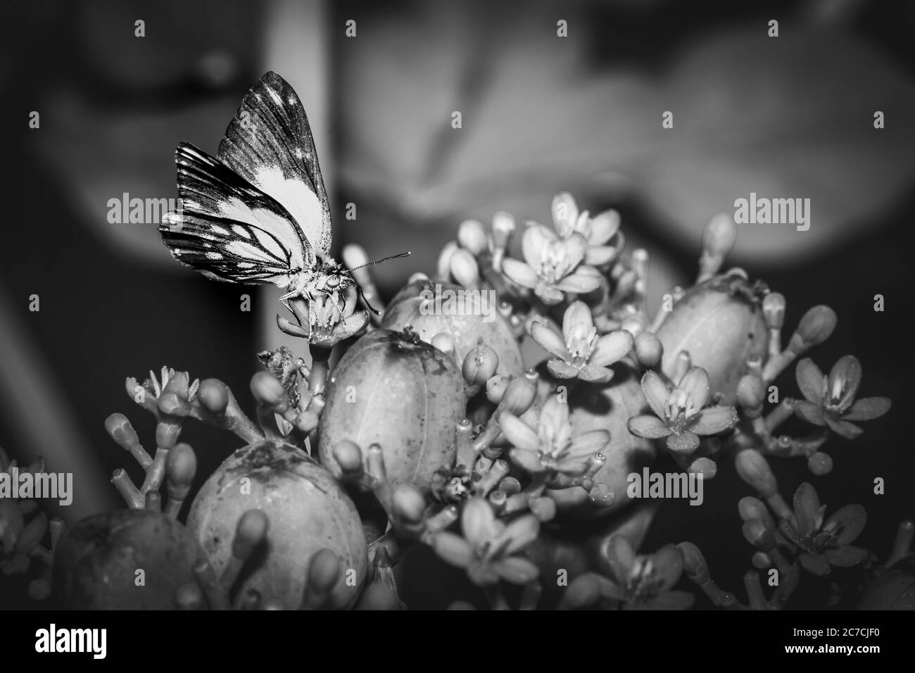 Farfalle gialle e bianche venate brune (Belenois aurota) sedute poggianti su fiori selvatici, Ishasha, Uganda, Africa Foto Stock