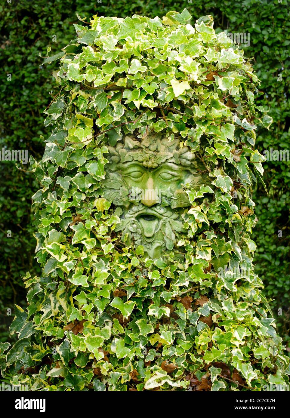 Albero uomo verde in un giardino di campagna inglese Foto Stock