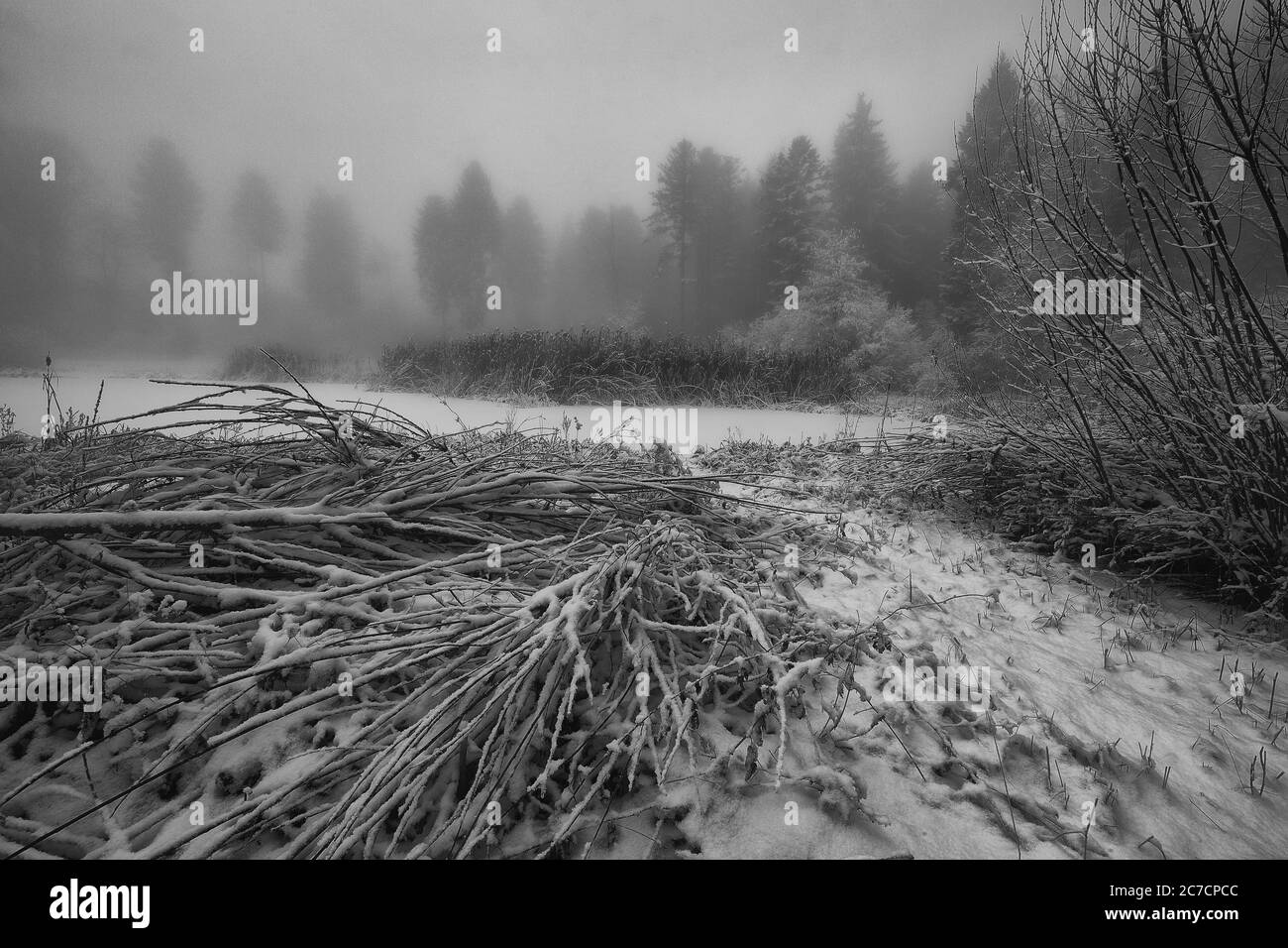 Bellissimo scatto di rami innevati e alberi in una nebbia in bianco e nero Foto Stock
