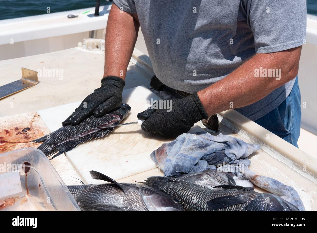 Fotografia di pesce fresco catturato Atlantico del Mar Nero Bass che viene pulito sul ponte della barca dal compagno della barca. Foto Stock