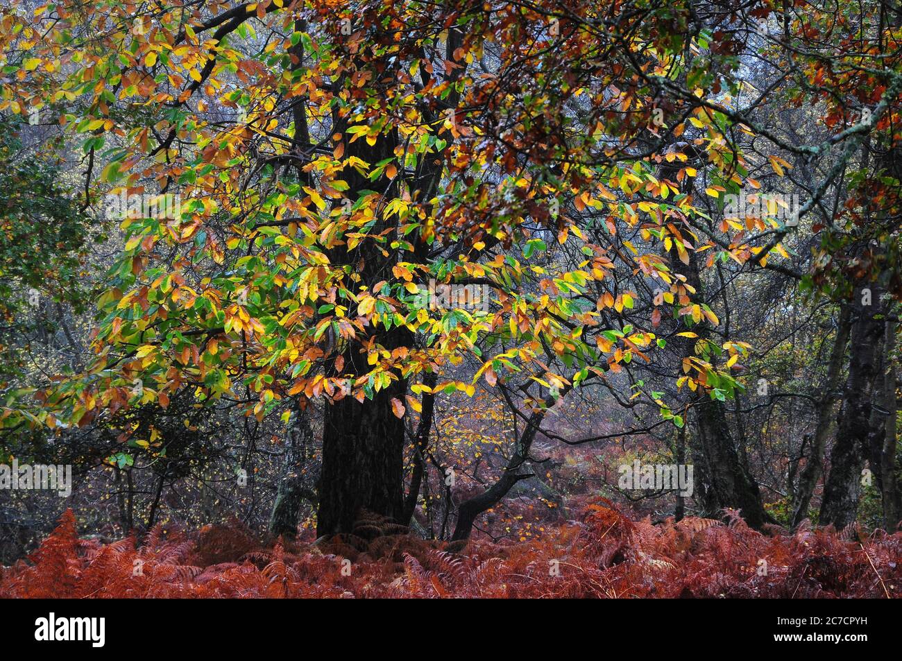 Castagno dolce in autunno. Foto Stock