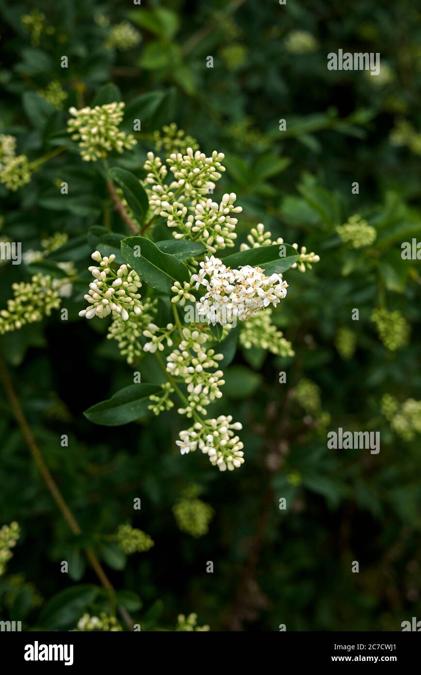 Ligustrum volgare bianco fioritura Foto Stock