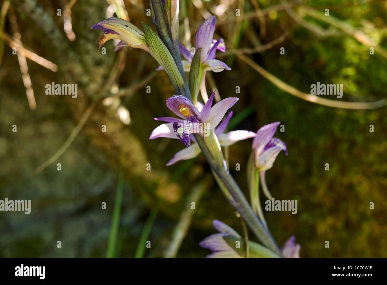 Livodorum abortivum fiori viola Foto Stock