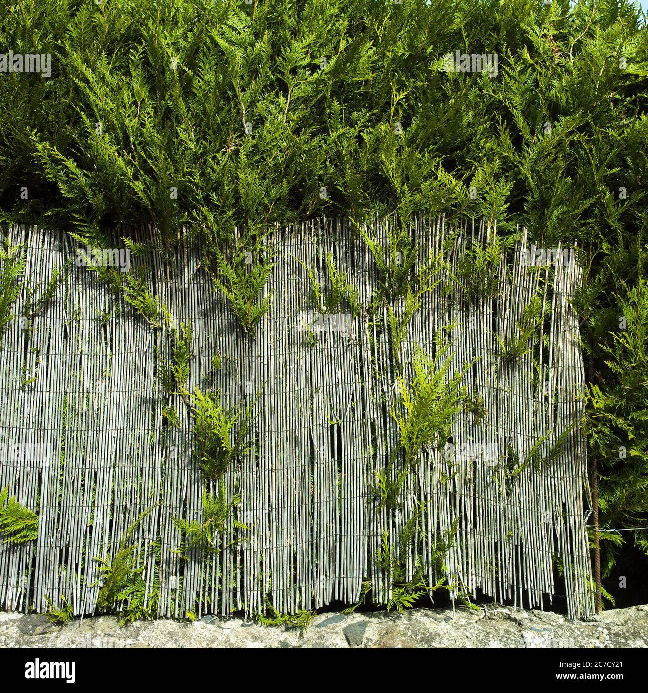 Il verde fogliame e la recinzione di bambù creano un confine naturale in un ambiente tranquillo all'aperto Foto Stock