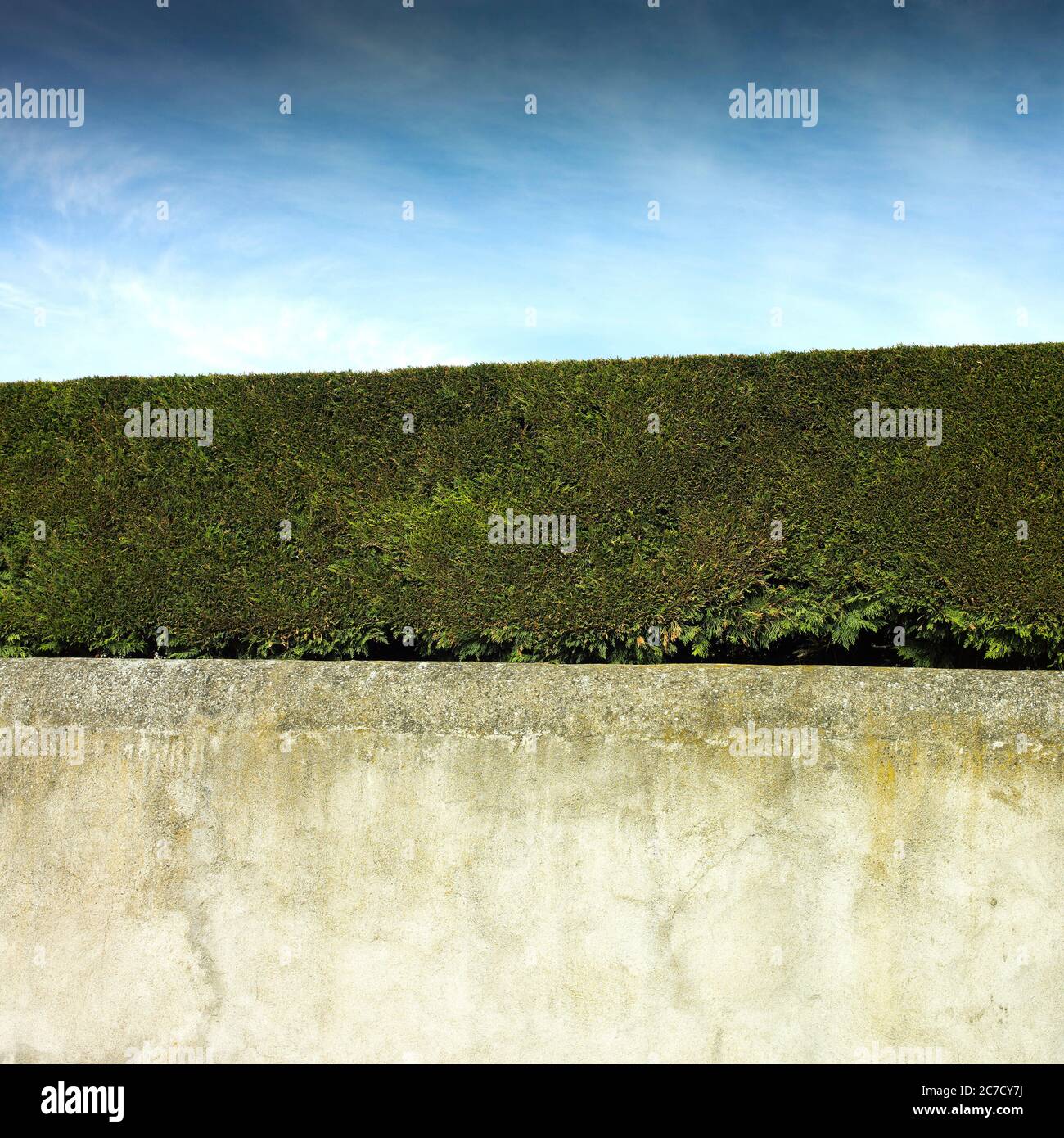 Struttura a siepi contro un cielo blu limpido in un ambiente tranquillo all'aperto Foto Stock