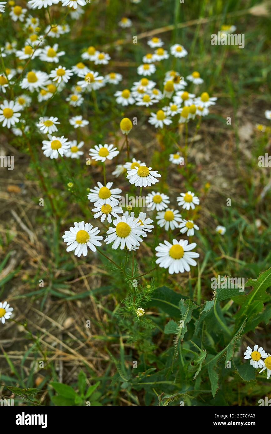 Matricaria camomilla fiori bianchi e gialli Foto Stock