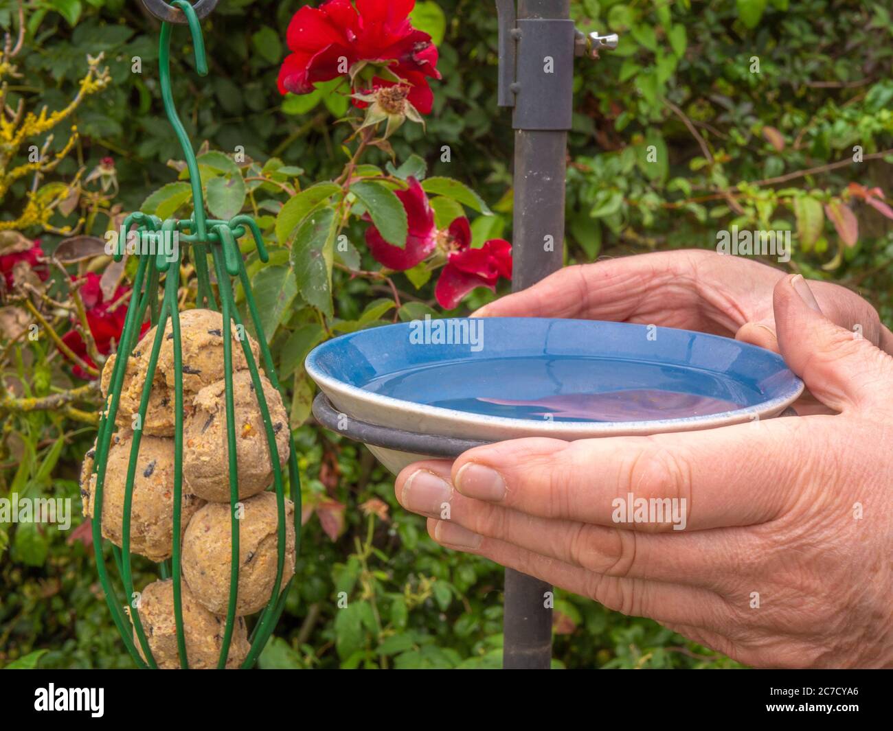 Le mani di un uomo che tiene una ciotola di acqua fresca nell'anello di tenuta di un palo di cibo di uccello, con un alimentatore di palla grasso appeso a fianco, nel giardino / cortile. Foto Stock