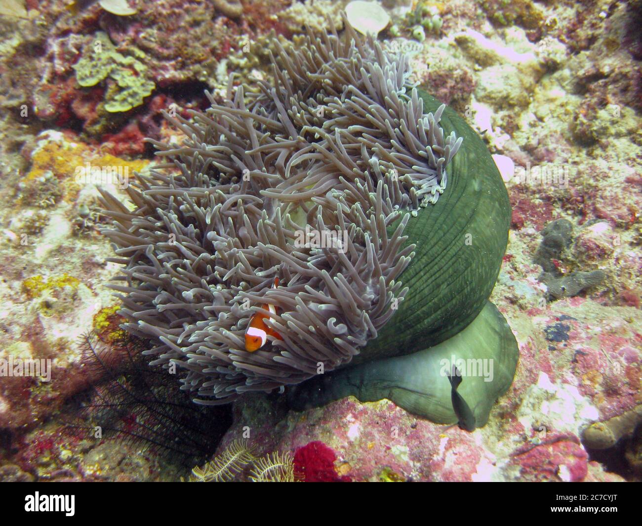 Colpo selettivo di closeup di un pesce pagliaccio tra grigio e verde barriere coralline Foto Stock