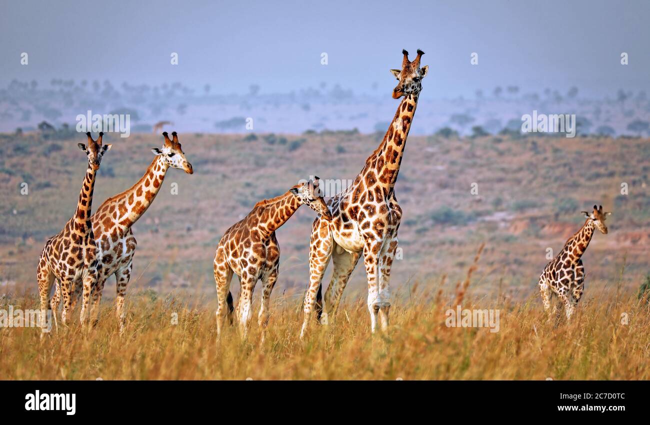 Giraffe Ugandese, Parco Nazionale Delle Cascate Murchison Ugand Foto Stock