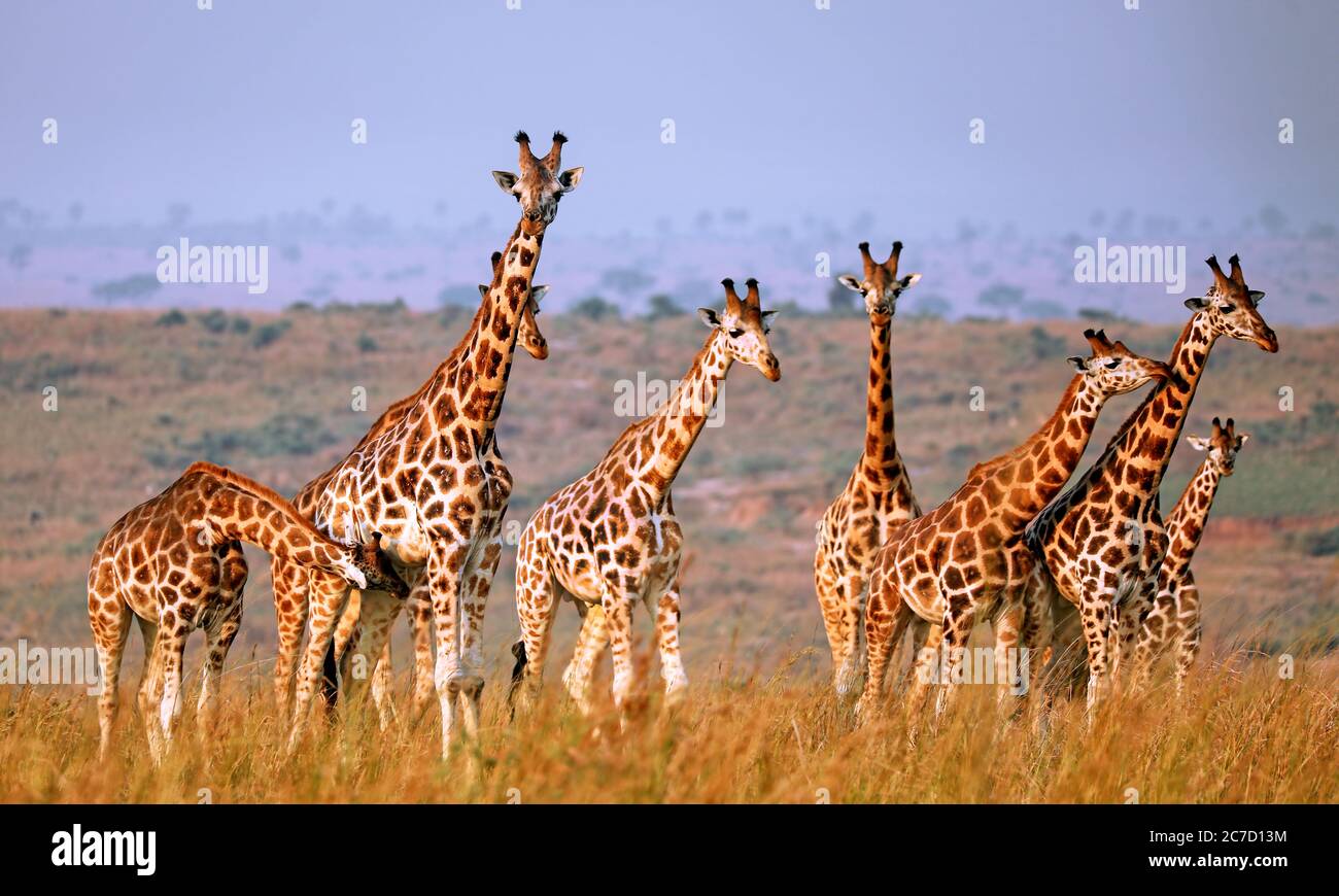 Giraffe Ugandese, Parco Nazionale Delle Cascate Murchison Ugand Foto Stock
