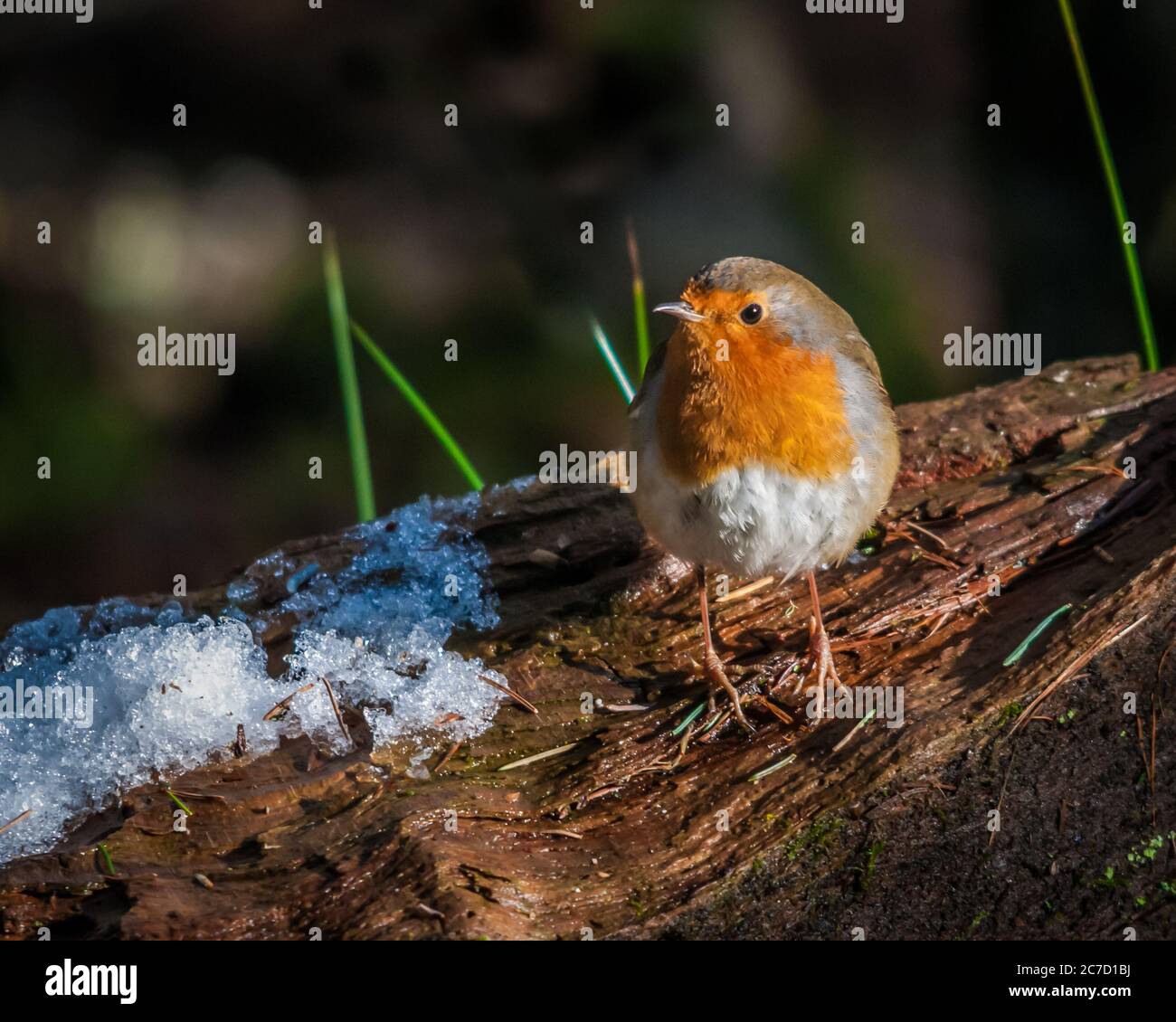 Un robin, erithacus rubbecula, seduto appollaiato su un tronco di albero coperto di neve in Scozia Foto Stock