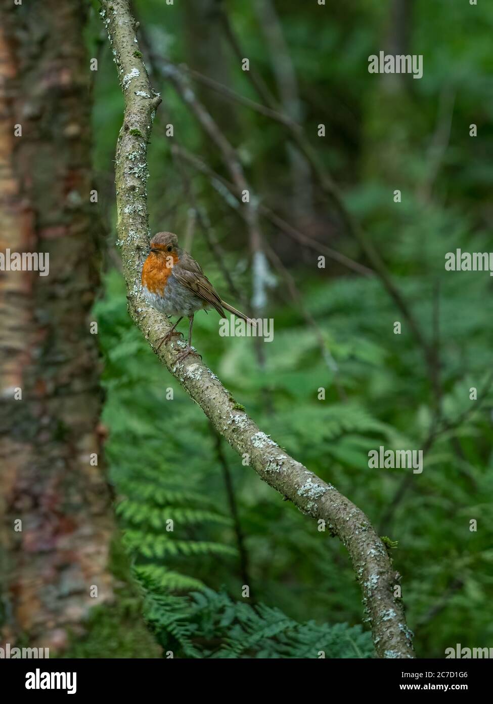 Un robin, erithacus rubecula, seduta appollaiato su un ramo in un giardino bush in Scozia Foto Stock
