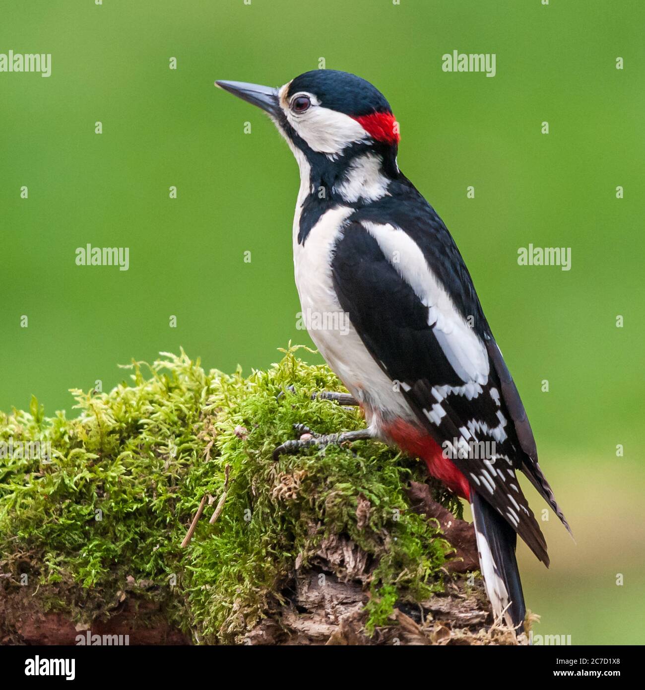 Pecker maschio a puntini (Dendrocopos Major) in un piccolo bosco in Scozia Foto Stock