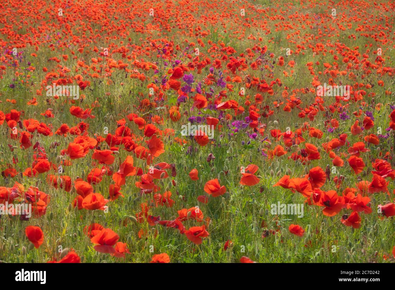 Campo con fiori di papavero rosso selvatico in estate. Sfondo floreale naturale, messa a fuoco selettiva, romantico e sognante. Foto Stock