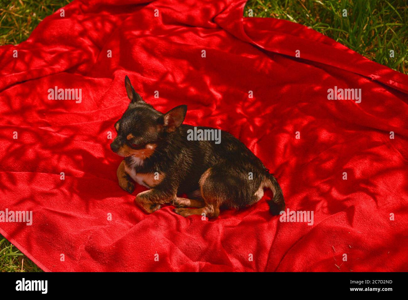 Bel cane chihuahua. Ritratto animale. Foto elegante. Sfondo rosso.Collezione di animali divertenti.Chihuahua su un asciugamano Foto Stock