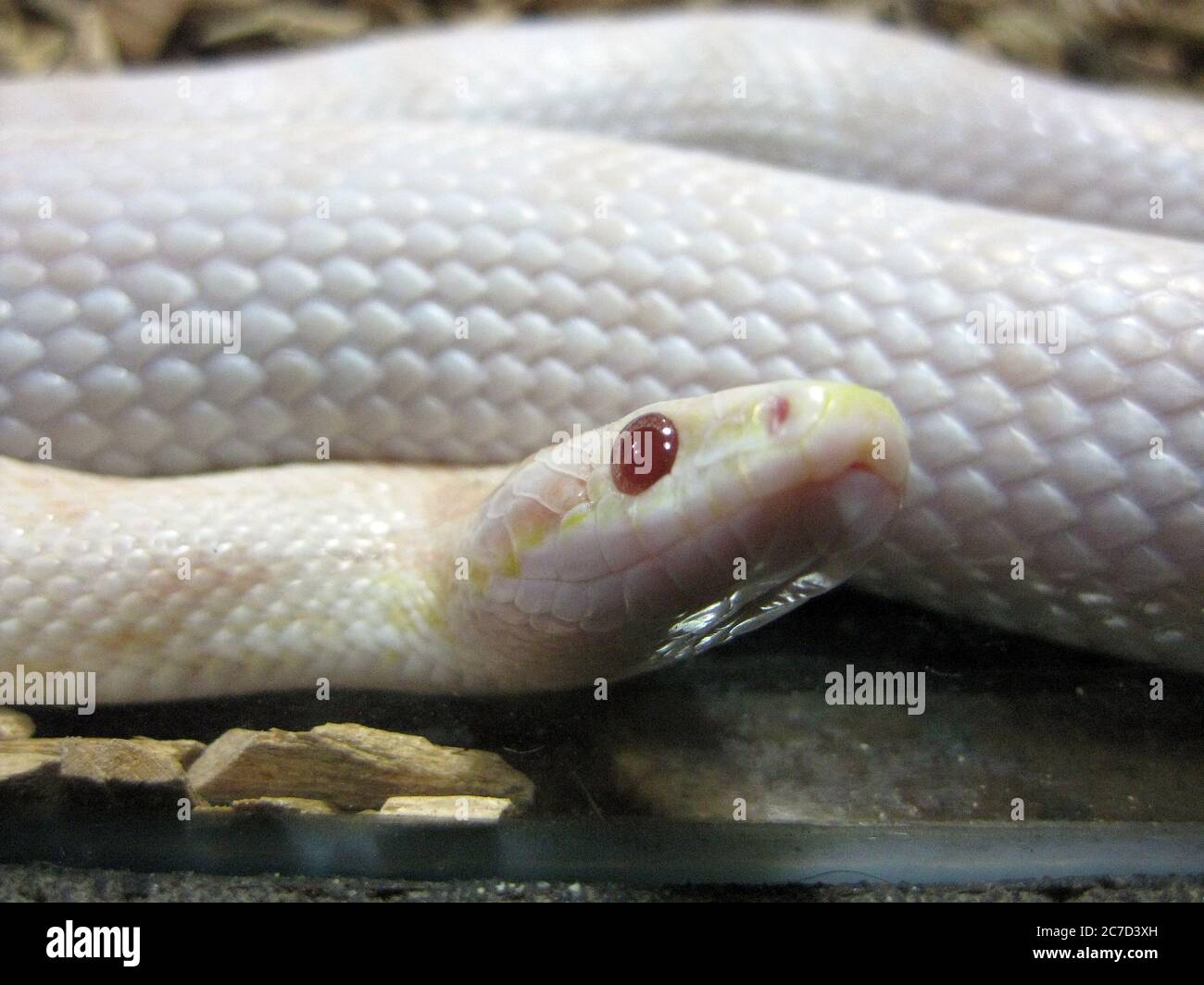 Primo piano di un serpente bianco dagli occhi rossi Foto Stock