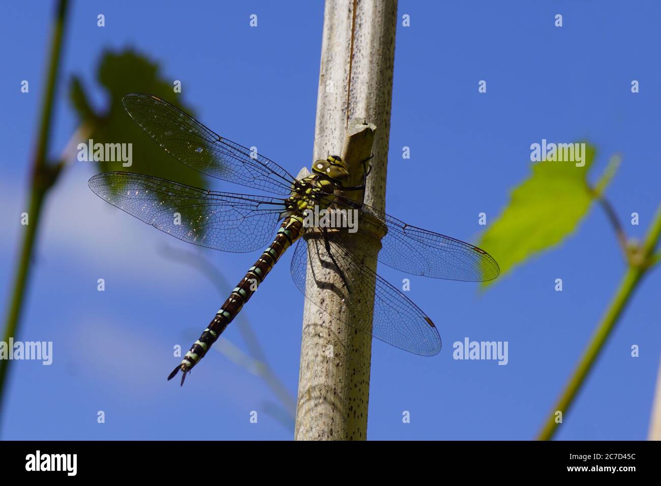 Falco meridionale o falco blu (Aeshna cyanea), specie di libellula falciatrice (Aeshnidae). In un giardino olandese su un bastone di bambù. Luglio estate, Paesi Bassi Foto Stock
