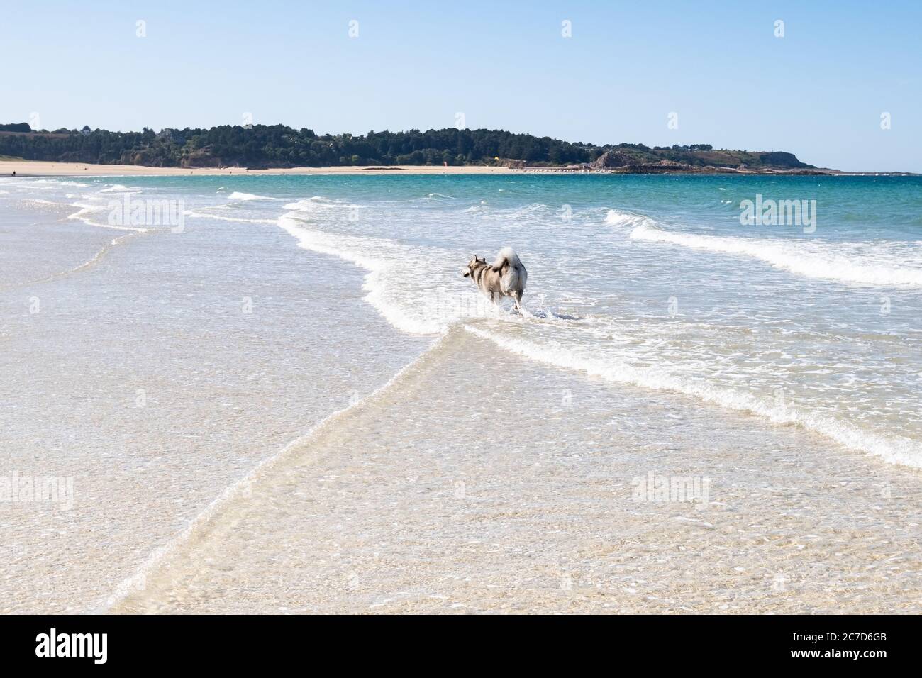 Malamute o Husky cane giocare nelle onde di una grande spiaggia in Bretagna in estate Foto Stock