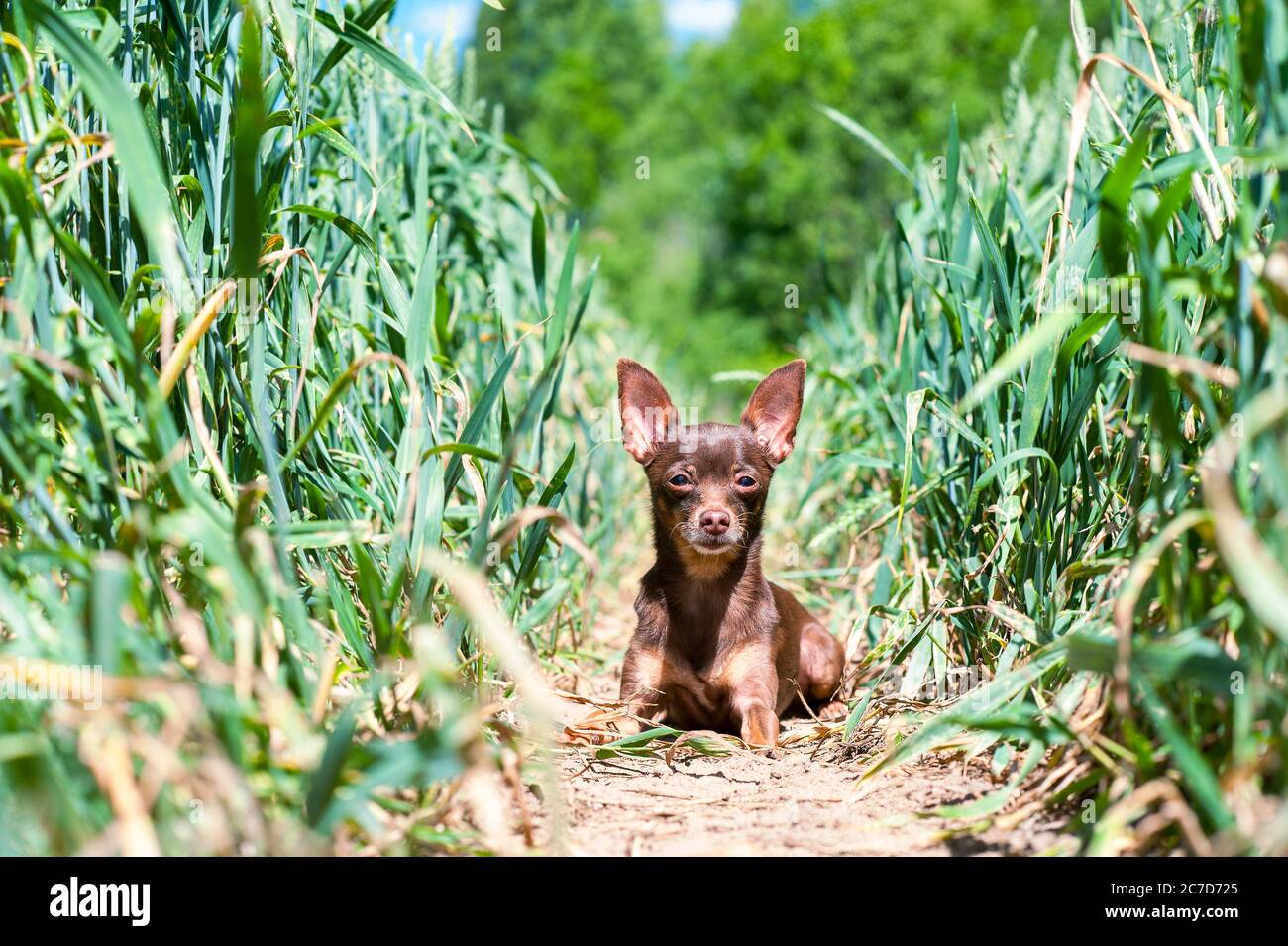 Piccolo cane-marrone giocattolo-terrier riposante in campo di grano verde e attento aspetto. Immagine orizzontale a colori in estate all'aperto. Foto Stock