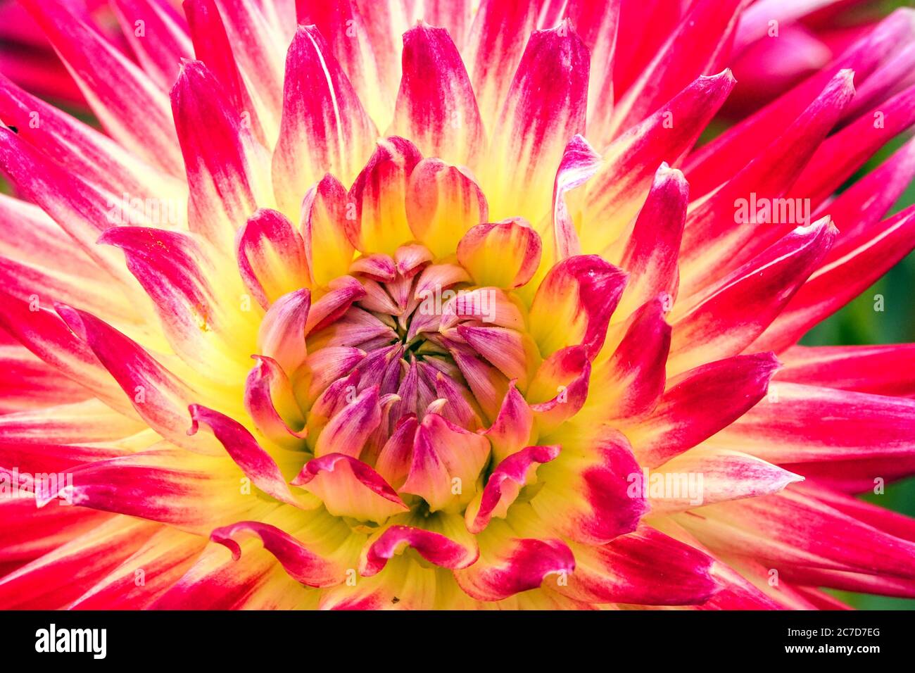 Dahlia 'Electric Flash' fiore pastello Foto Stock