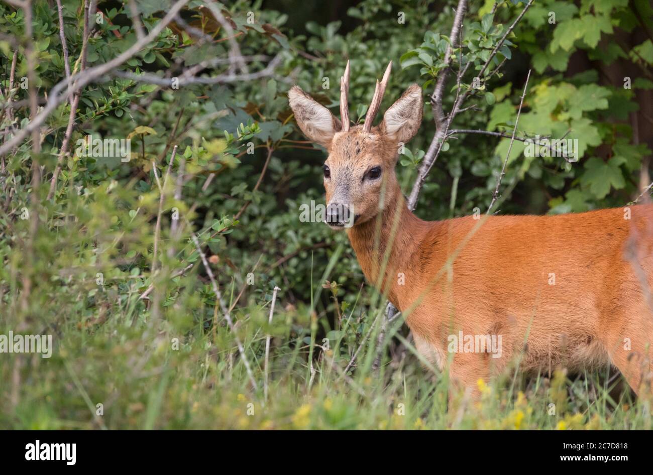Baby cervi in piedi nel prato nella natura olandese Foto Stock