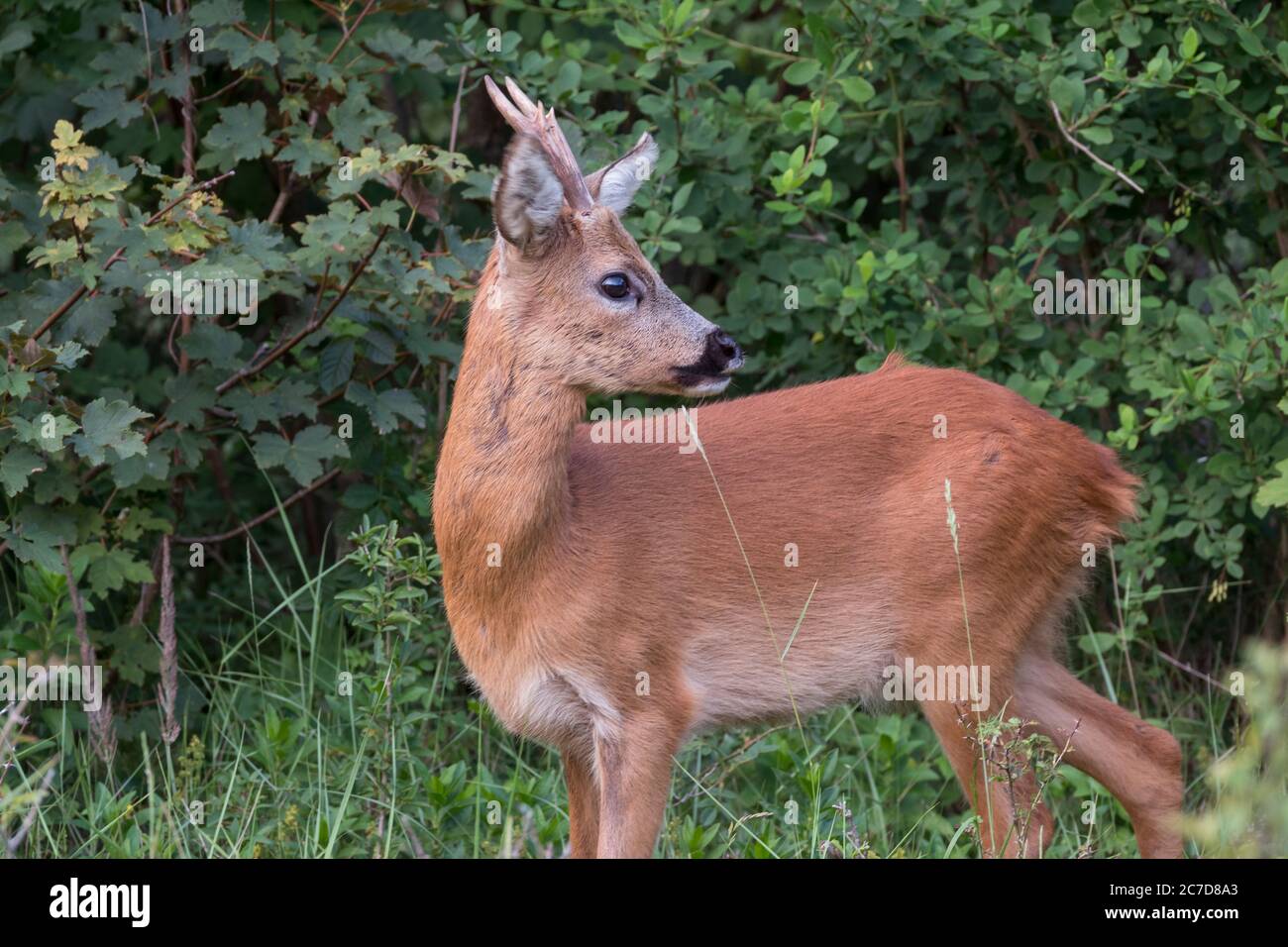 Baby cervi in piedi nel prato nella natura olandese Foto Stock