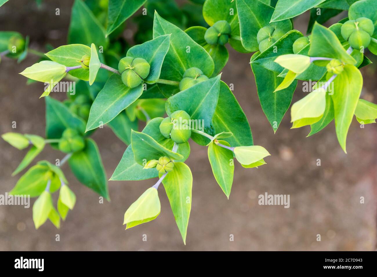 Gruppi di tre semi dello sprite del cappero, Euphorbia lathyris. Foto Stock