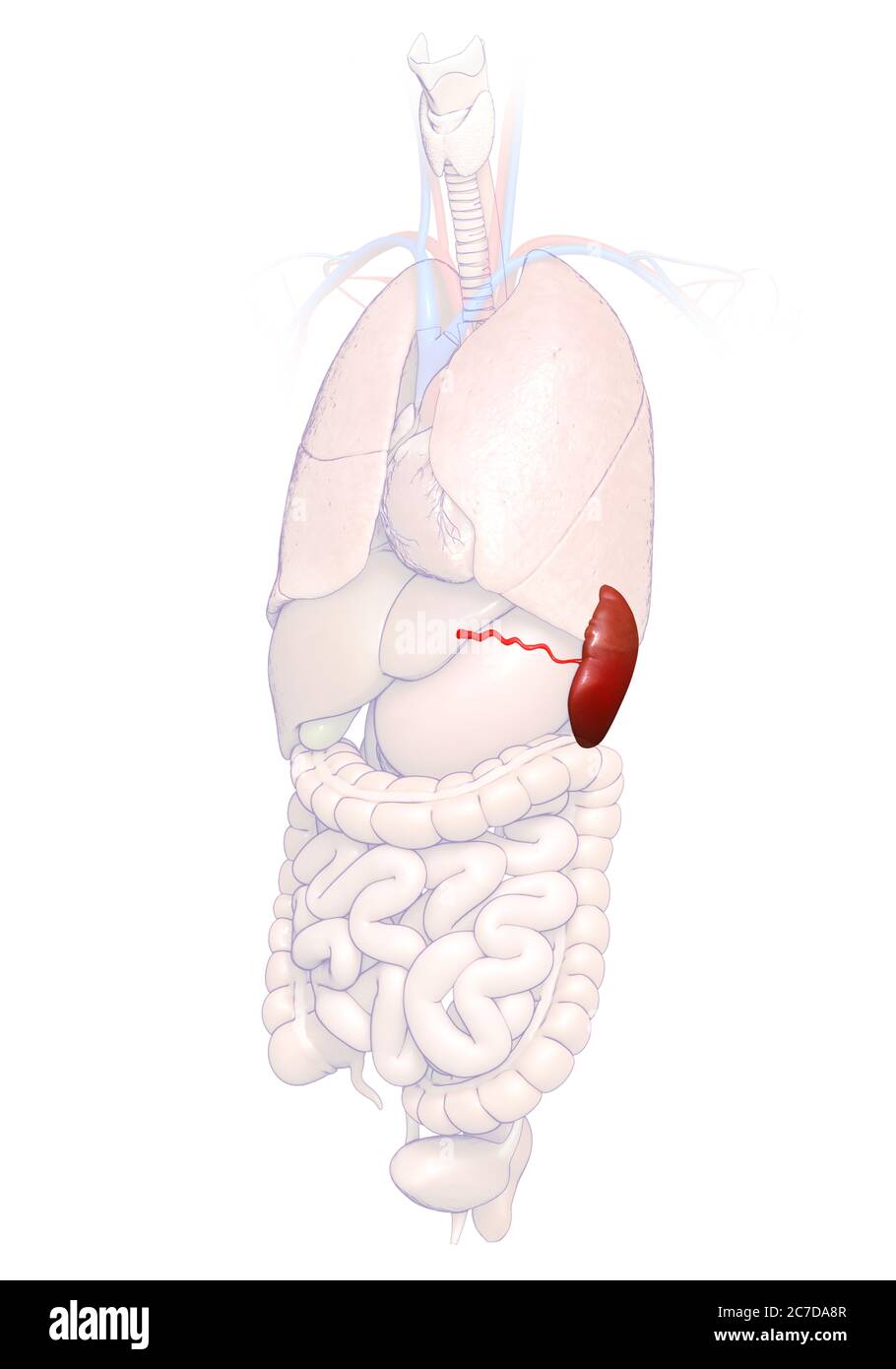 Rappresentazione 3d, rappresentazione accurata dal punto di vista medico dell'anatomia della milza Foto Stock