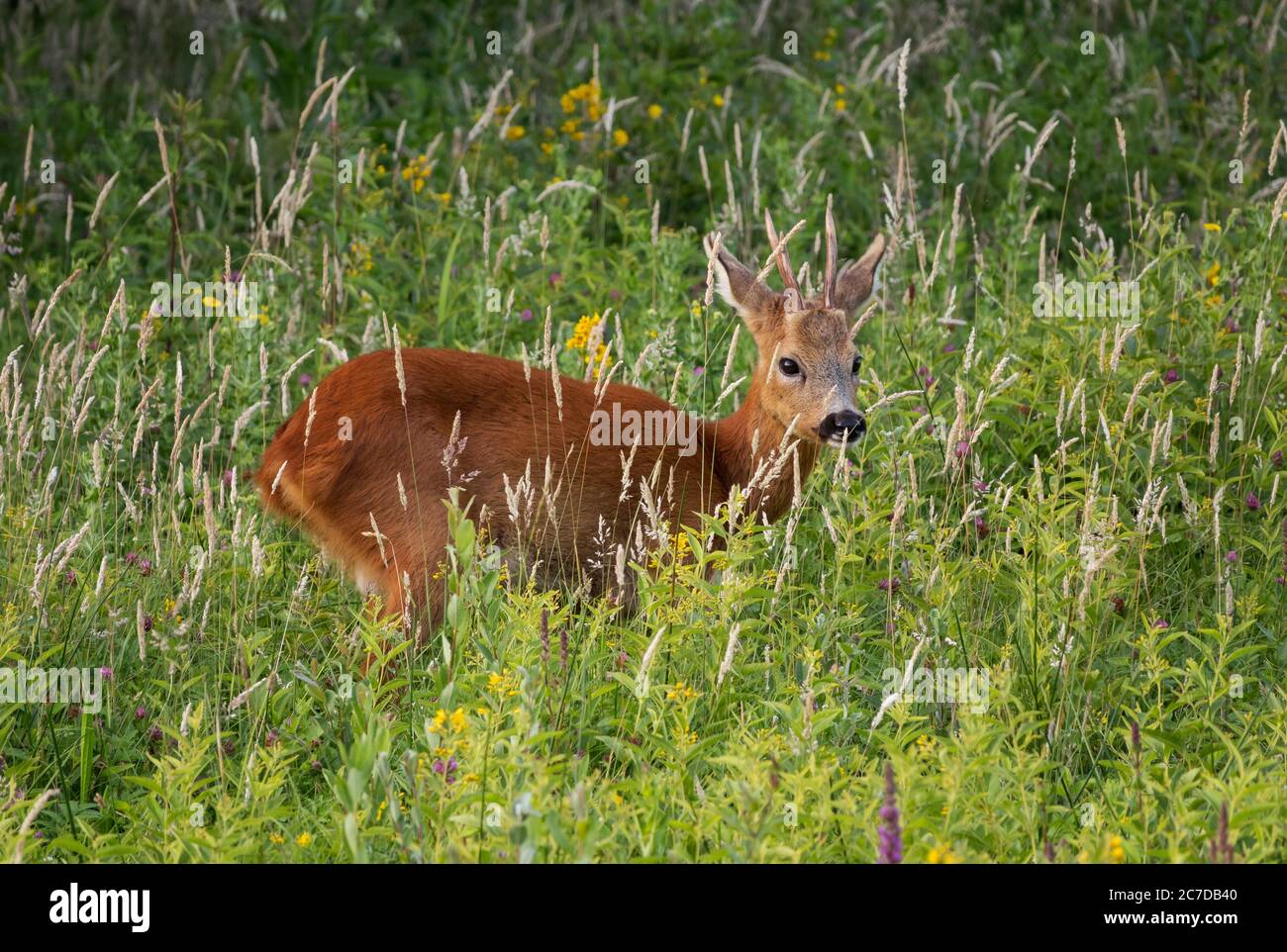 Baby cervi in piedi nel prato nella natura olandese Foto Stock