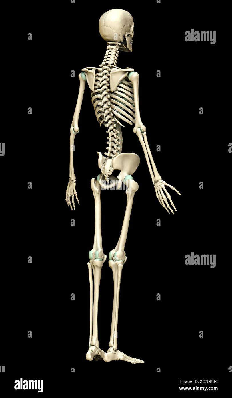 rappresentazione 3d, rappresentazione accurata dal punto di vista medico del sistema scheletrico Foto Stock