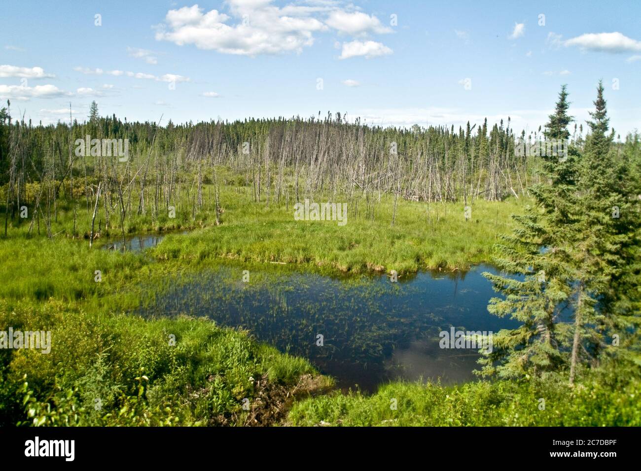 Zone umide, boschive e foreste di conifere nella remota foresta boreale nei pressi del Pas, Manitoba settentrionale, Canada. Foto Stock