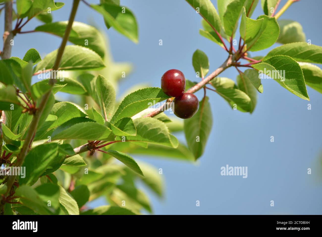 Le ciliegie appeso a un albero ciliegio ramo Foto Stock