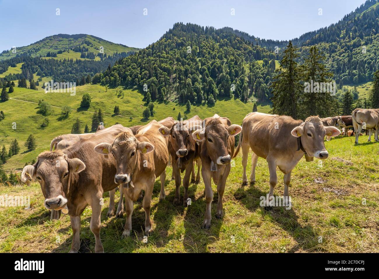 Curioso pacco di polpacci sul pascolo di montagna nelle Alpi di Allgau, Baviera, Germania Foto Stock
