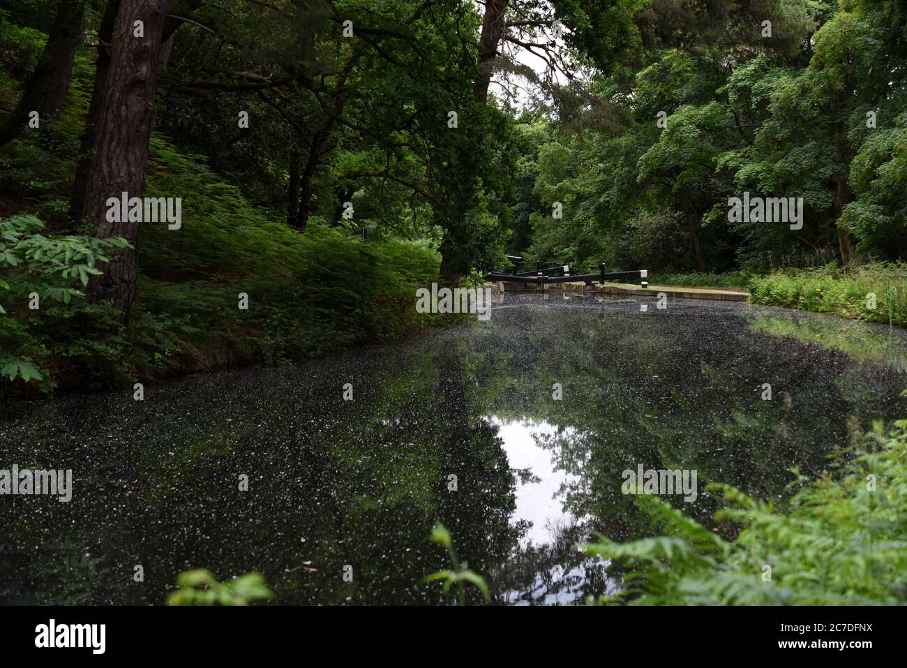 I colori verdi luminosi della tarda primavera e dell'estate si riflettono nelle acque cristalline del bellissimo canale di Basingstoke, nel Surrey. Foto Stock