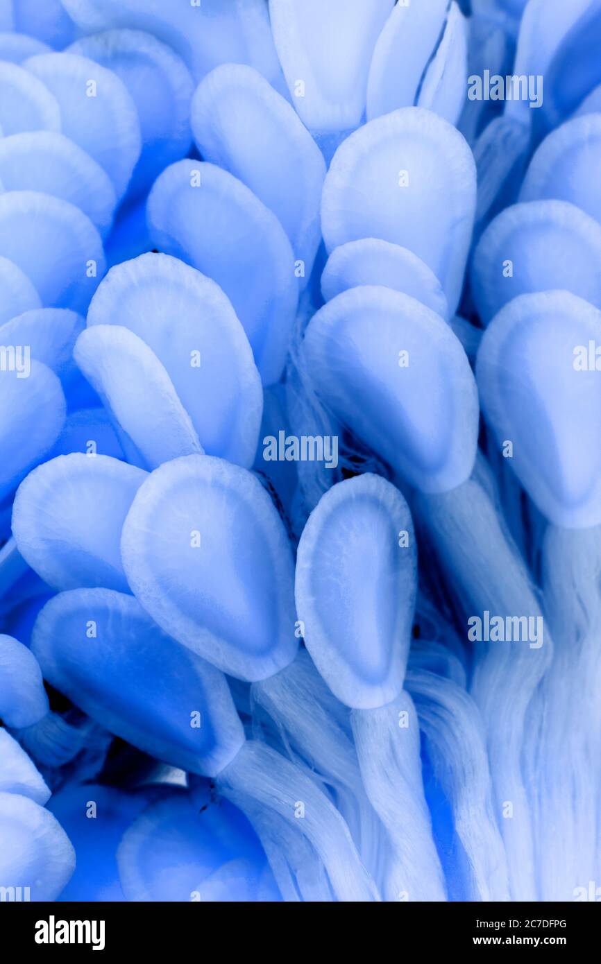 Macro foto di semi di alghe azzurre e viola illuminate galleggianti in acqua. Li ho illuminati dal basso per dare un surreale aspetto acquatico. Foto Stock