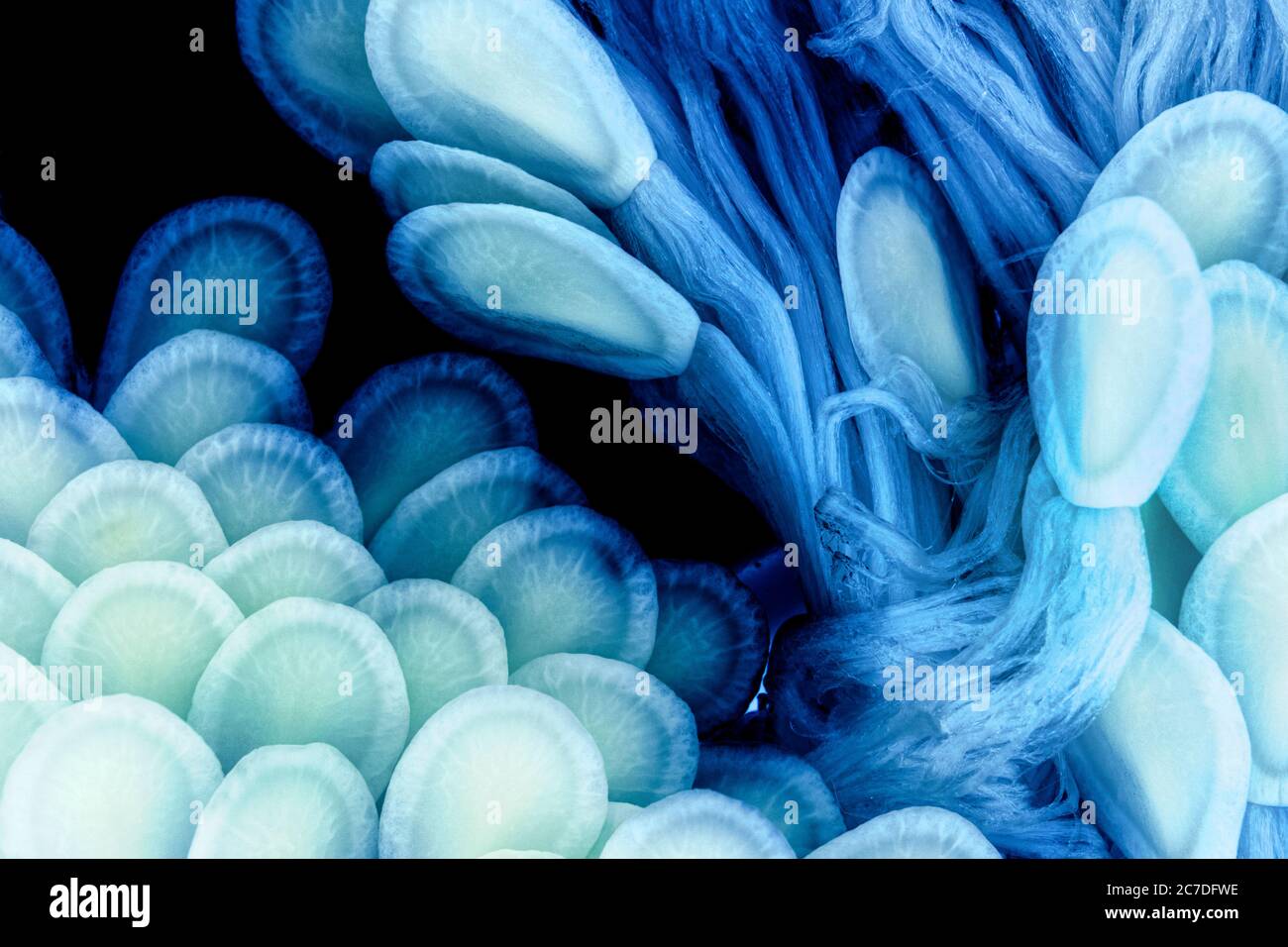Macro foto di semi di alghe azzurre e viola illuminate galleggianti in acqua. Li ho illuminati dal basso per dare un surreale aspetto acquatico. Foto Stock