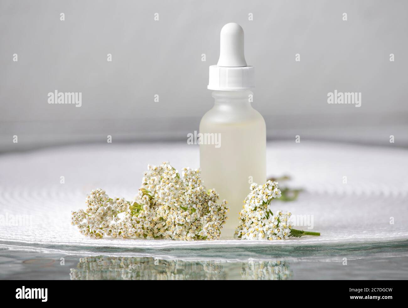 Achillea millefolium, yarrow o tintura comune yarrow/ bottiglia di olio essenziale con fiori di yarrow su sfondo bianco con spazio per la copia. Medicina di erbe Foto Stock
