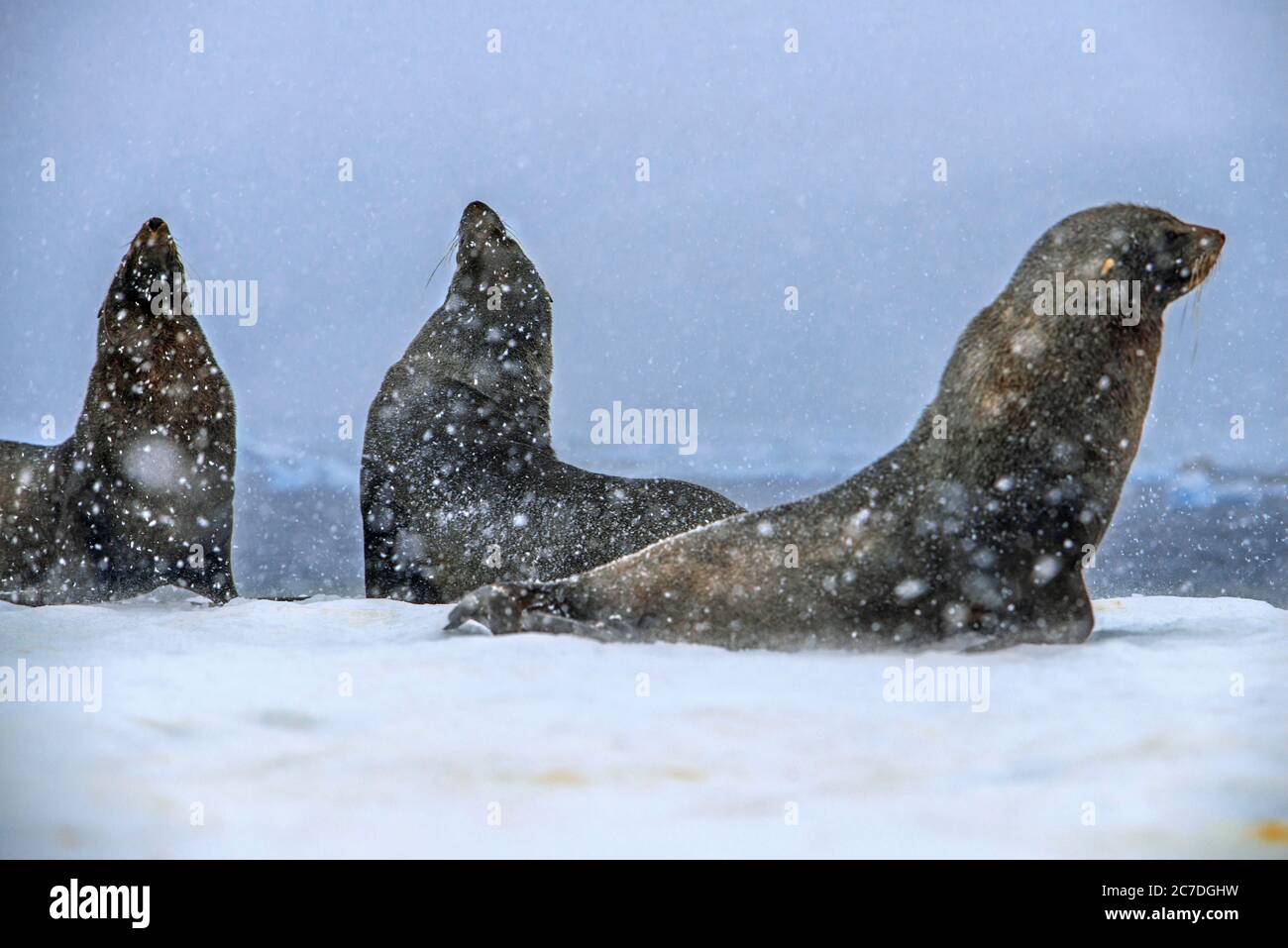 Un foca antartica da pelliccia, Arctocephalus gazella, sotto una forte nevicata, Portal Point, Antartide. RCGS Resolute One Ocean Navigator, un 5 stelle polare i Foto Stock