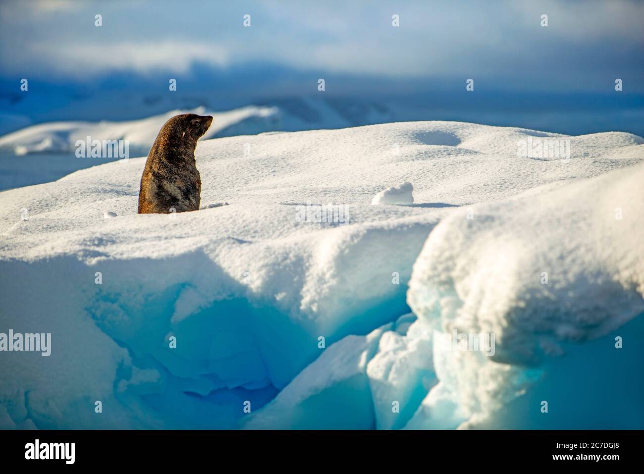 Un foca da pelliccia antartica, Arctocephalus gazella nel paesaggio della Baia di Wilhelmina al riso all'Antartide, regioni polari settimo continente. Foto Stock
