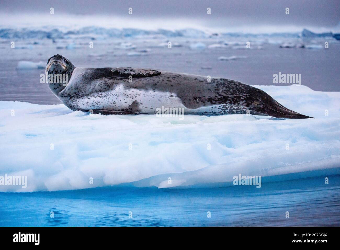 Ritratto di una foca leopardo, Hydrurga leptonyx, poggiata su un pavimento di ghiaccio. Turisti esplorando con zodiac Paradise Bay Antartico Penisola Antartica Antartide. Il Foto Stock
