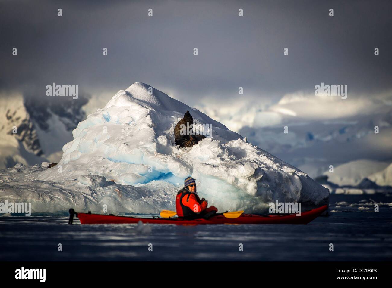 Kayakking e un foca da pelliccia antartica, Arctocephalus gazella nel paesaggio della Baia di Wilhelmina al sole in Antartide, regioni polari settimo continente. Foto Stock
